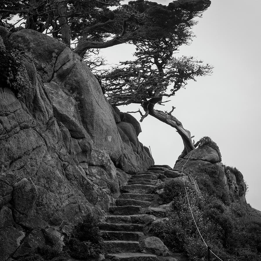 Point Lobos X BW SQ Photograph by David Gordon