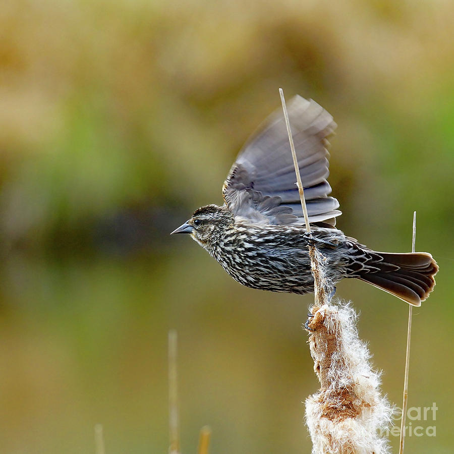 Blackbird Photograph - Point of Take Off by Robin Clifton