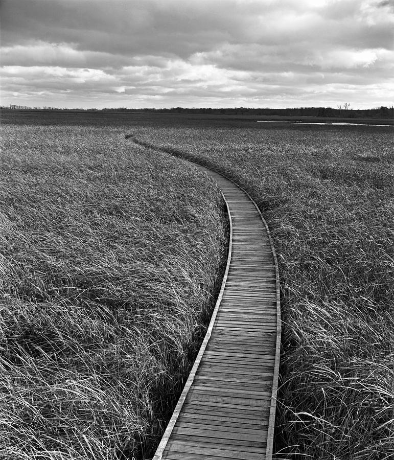 Point Pelee Marshwalk Photograph by Kris Rasmusson