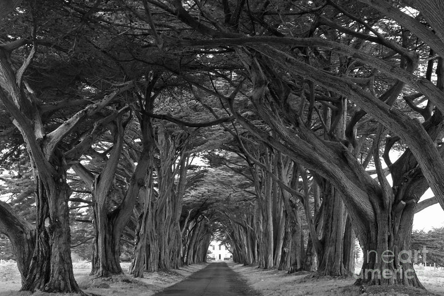 Point Reyes Cypres Tunnel Black And White Photograph by Adam Jewell