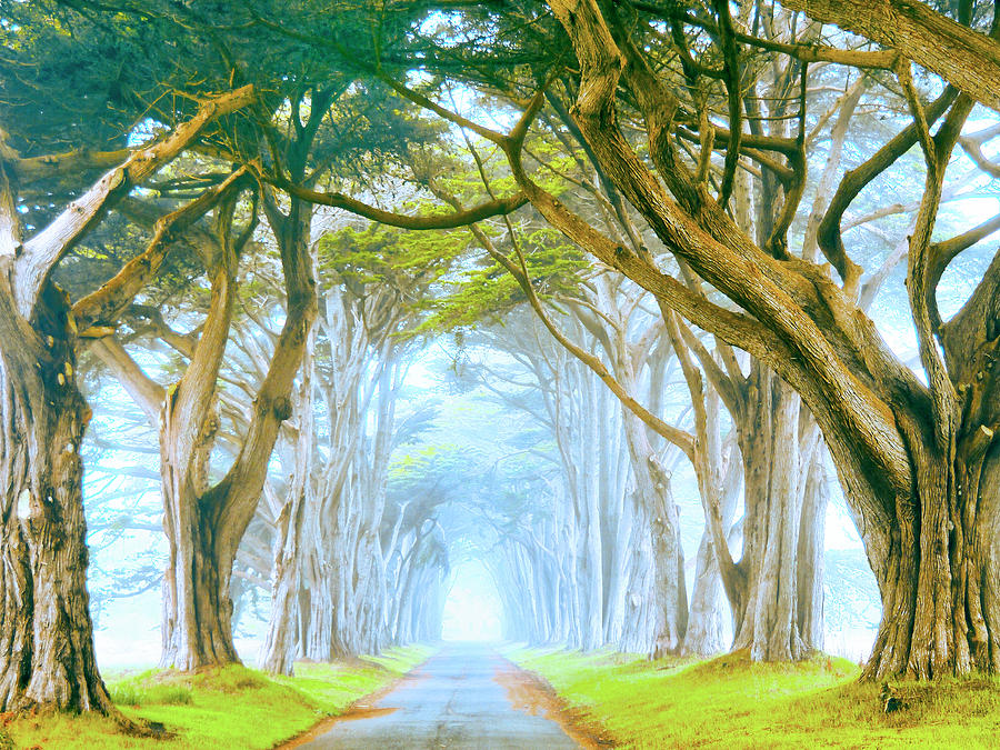 Point Reyes Cypress in Morning Fog Painting by Dominic Piperata