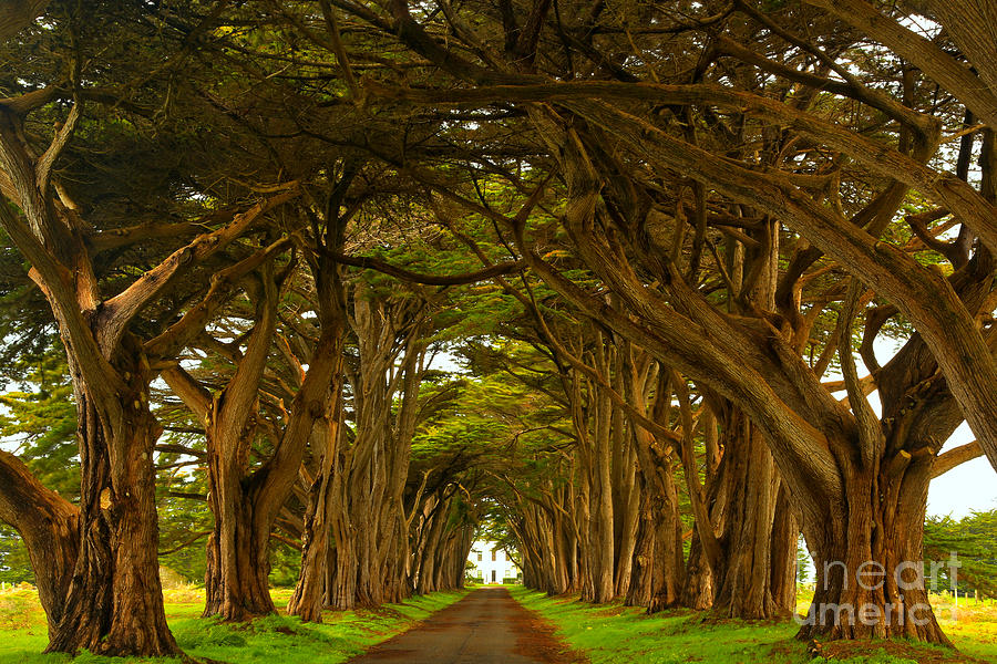 Point Reyes Cypress Tunnel Photograph by Adam Jewell