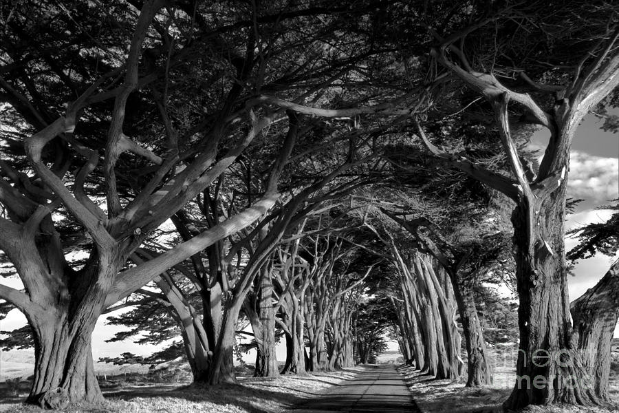 Point Reyes National Seashore Photograph - Point Reyes Cypress Tunnel - Black And White by Adam Jewell
