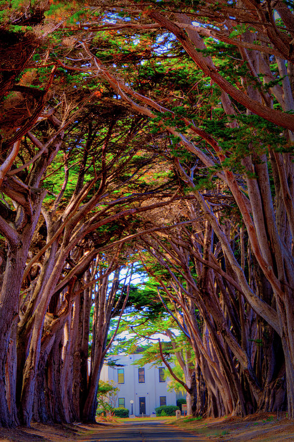 Point Reyes Cypress Tunnel Photograph by Paul LeSage