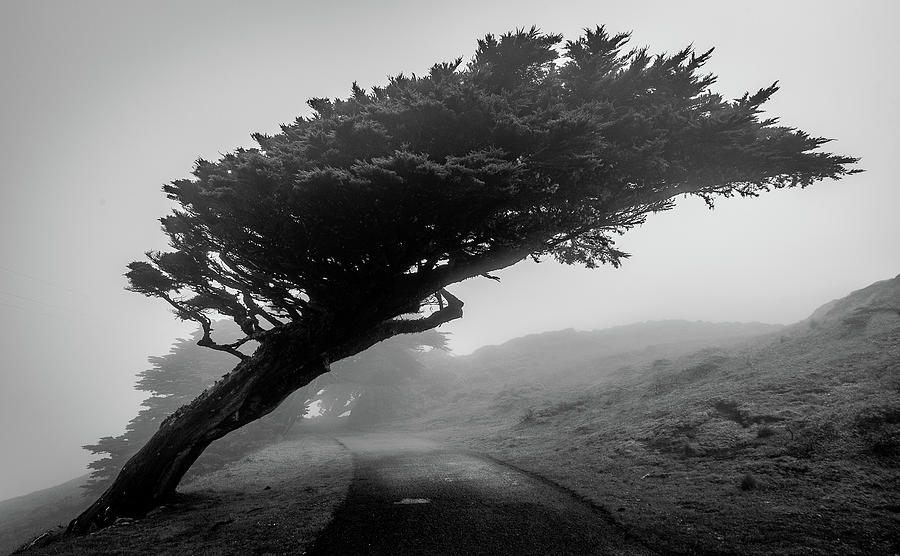 Point Reyes Fog Black and White Photograph by Donnie Whitaker