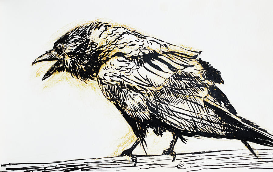 Raven Drawing - Point Reyes Raven by Tracie Thompson
