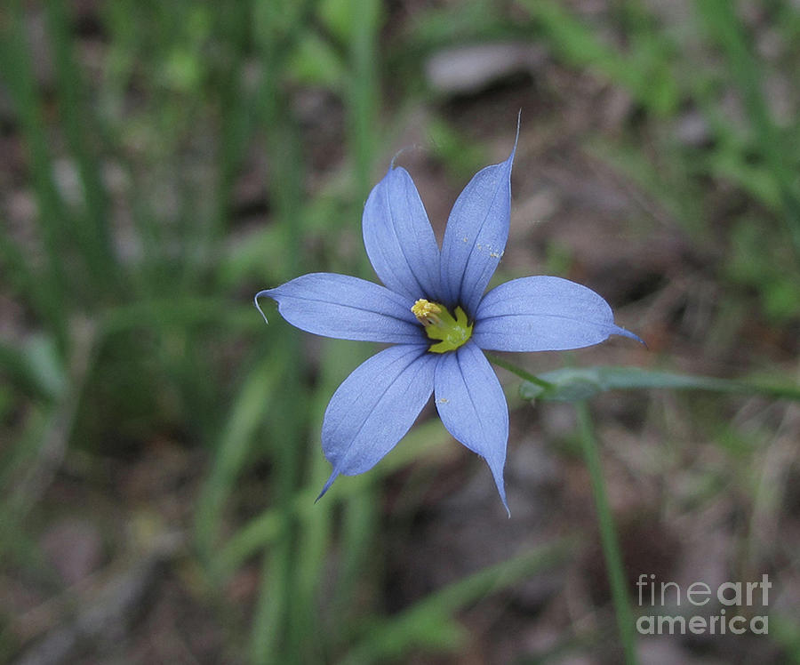 Pointed Blue-eyed Grass Photograph by Donna Brown