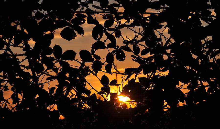 Pointed Shadow Photograph by Brittany Horton - Fine Art America