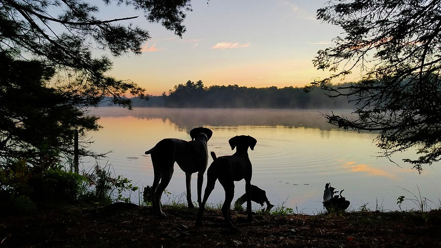 Pointer Sunrise Photograph by Brook Burling