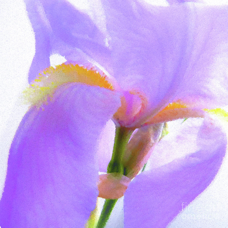 Pointillist Iris Photograph by Scott Cameron