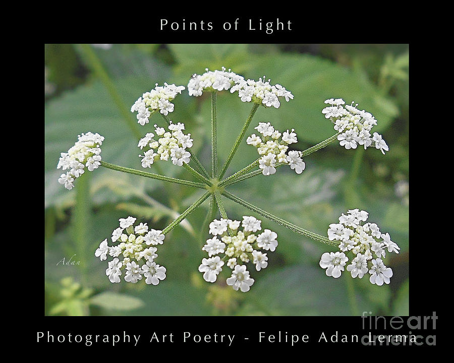 Points of Light Tiny White Lantanas Poster Photograph by Felipe Adan Lerma