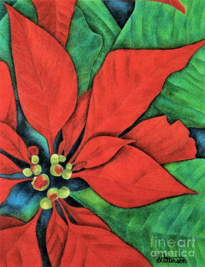 Flower Drawing - Pointsettias by Sharon Patterson
