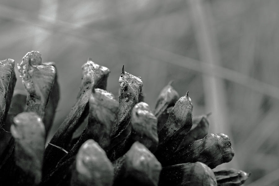 Abstract Photograph - Pointy Pinecone Macro by Gretchen Friedrich Abstract Photograph - Pointy Pinecone Macro by Gretchen Friedrich