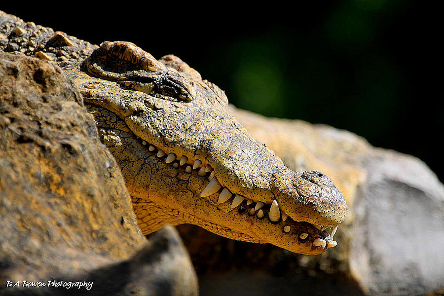 Crocodile Photograph - Pointy Teeth by Barbara Bowen