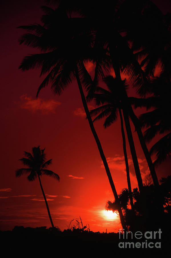 Poipu Red Sunset Through Palm Trees- Kauai- Hawaii Photograph by Rick Bures