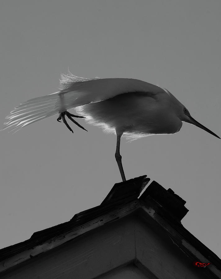 Poised Egret Photograph