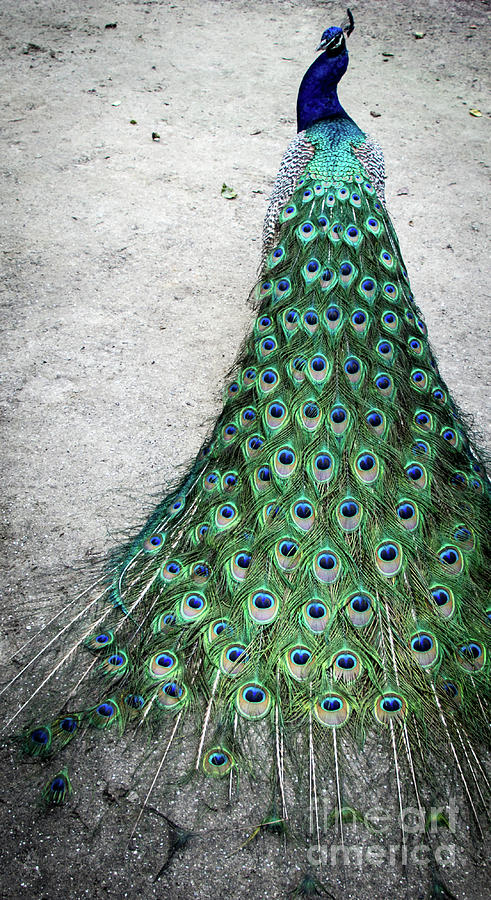 Poised Peacock Photograph by Cheryl McClure