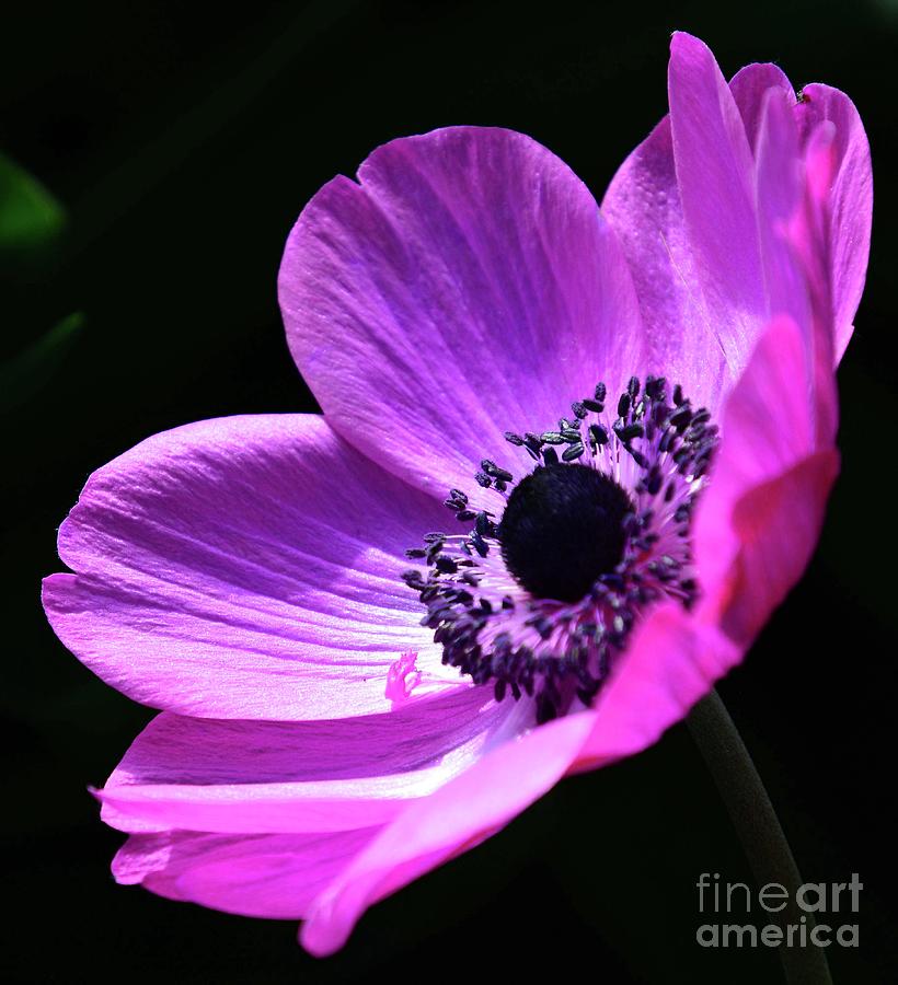 Poised Pink Poppy  Photograph by Cindy Manero