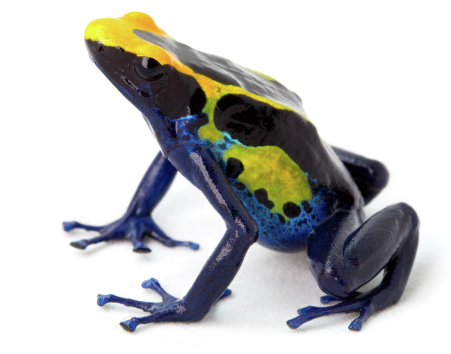Poison arrow frog - Dendrobates tinctorius Photograph by Dirk Ercken