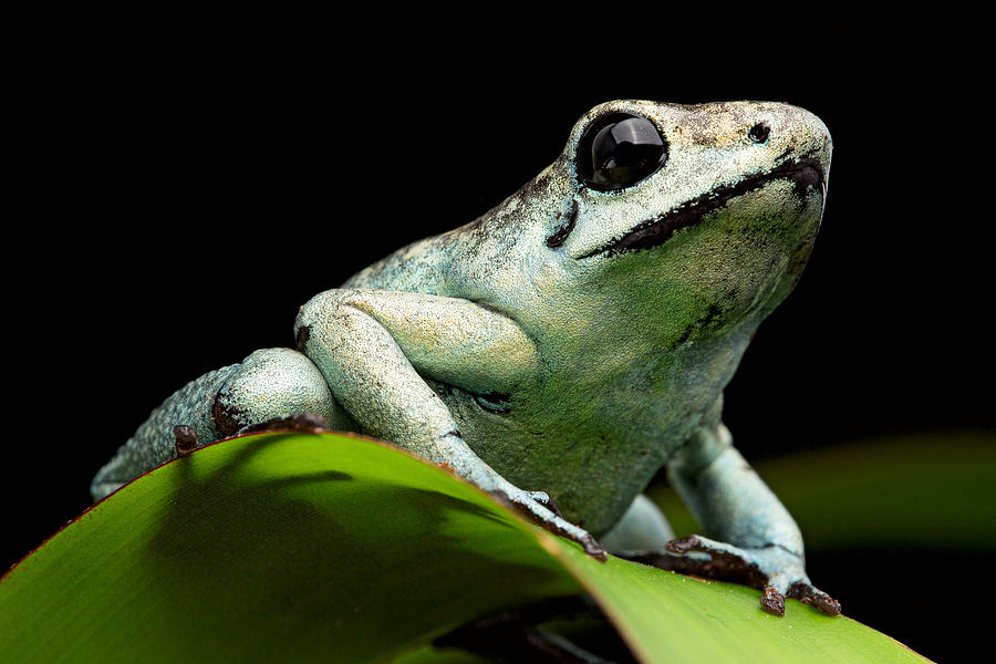 Poison Arrow Frog Photograph by Dirk Ercken