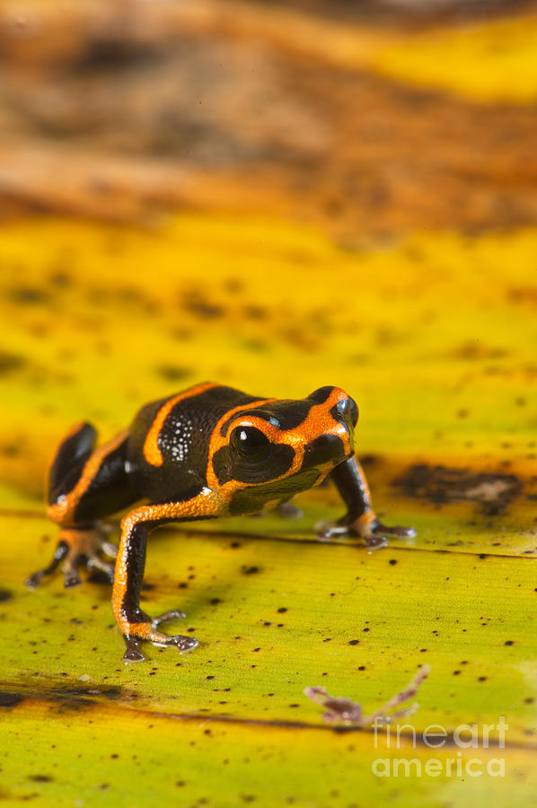 Poison Arrow Frog Photograph by Francesco Tomasinelli