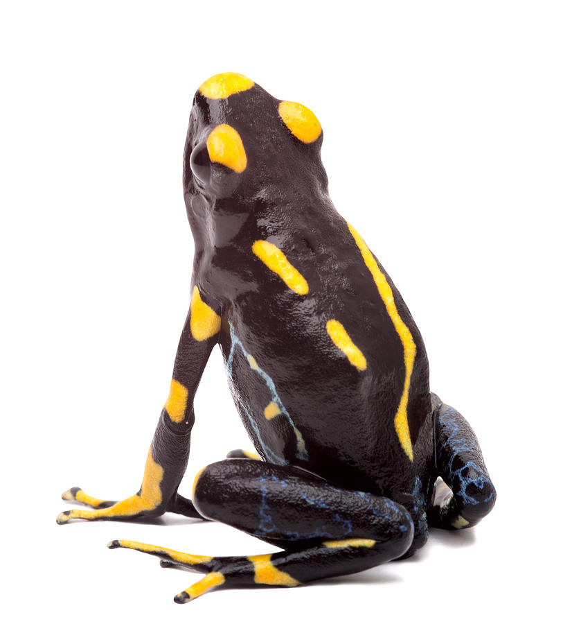Poison arrow frog isolated Photograph by Dirk Ercken