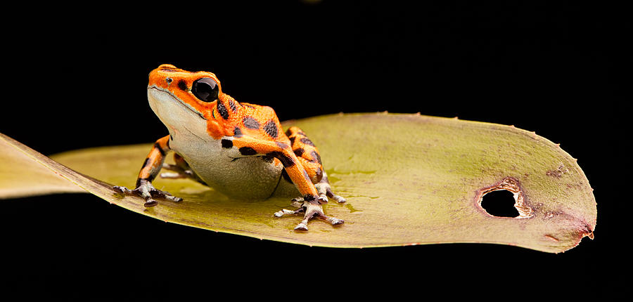 Poison Arrow Frog On Bromelia Photograph by Dirk Ercken