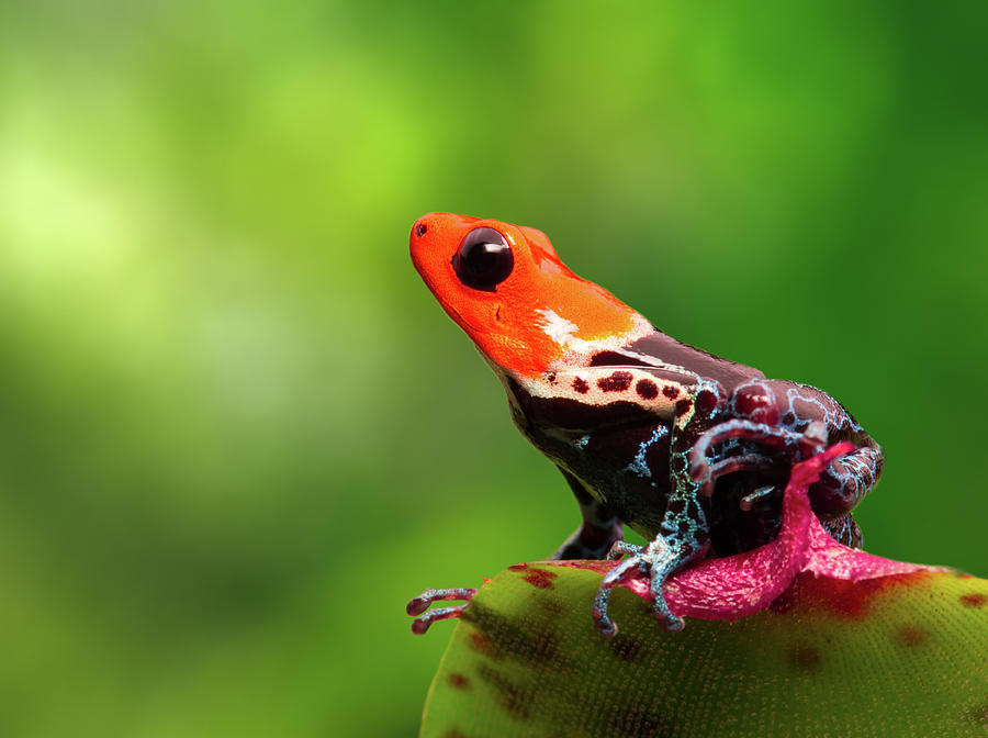 Jungle Photograph - poison arrow frog Peru Amazon rain forest by Dirk Ercken