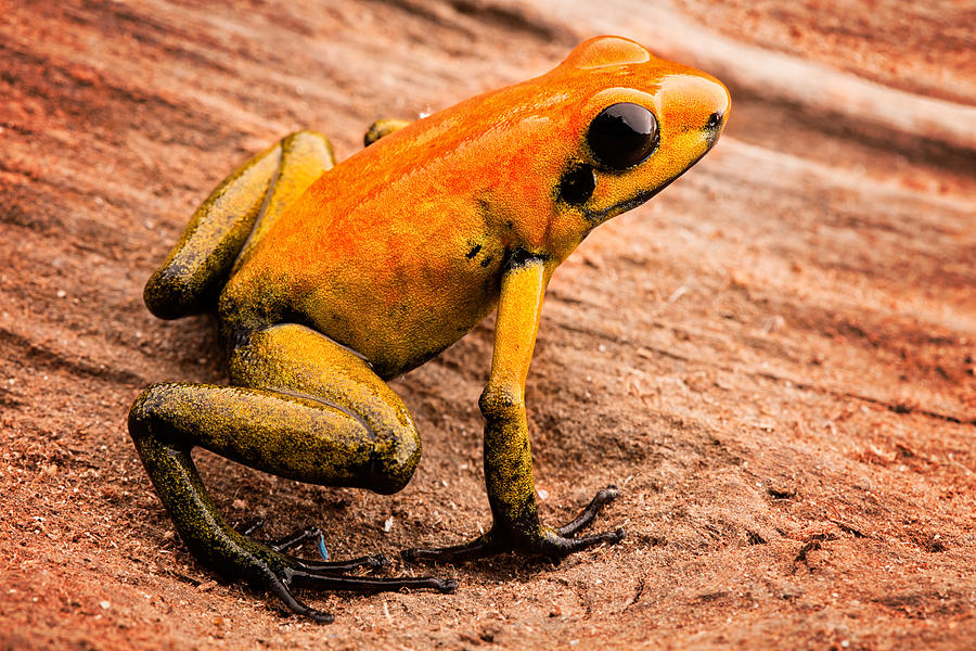 poison arrow frog Phyllobates bicolor Photograph by Dirk Ercken