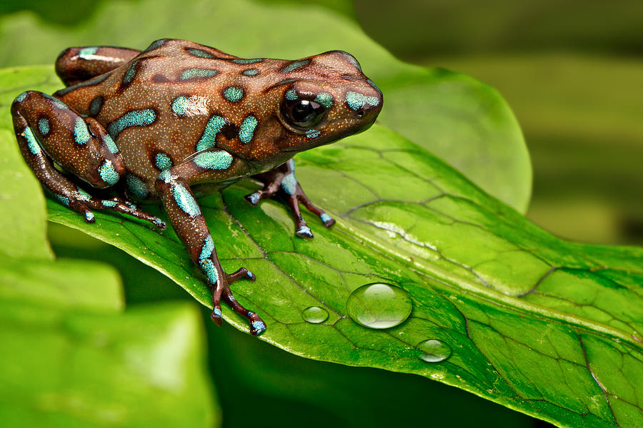 poison art frog Panama Photograph by Dirk Ercken