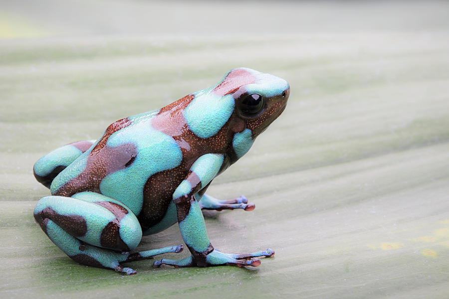 Poison dart frog, Dendrobates auratus. Photograph by Dirk Ercken