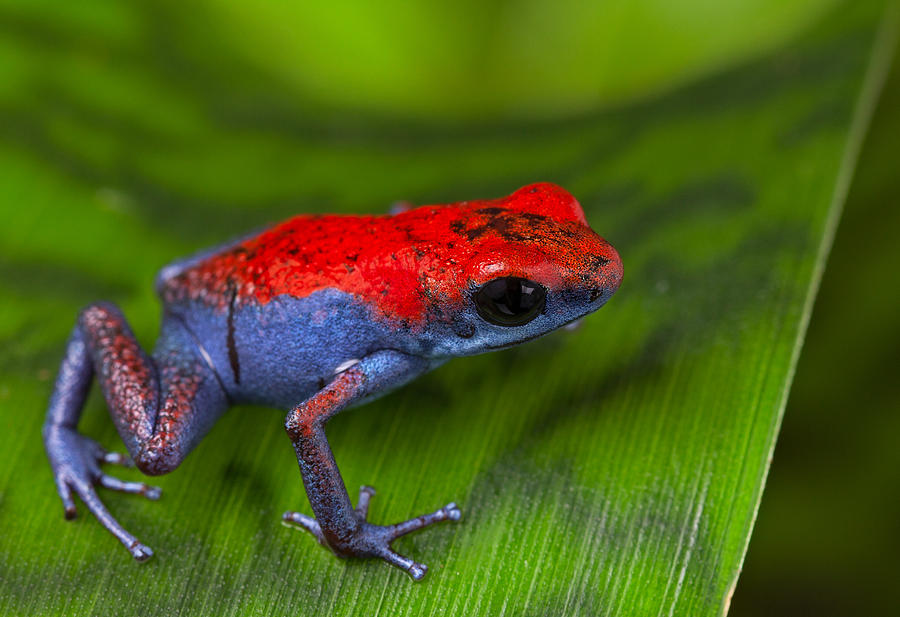 Jungle Photograph - poison dart frog Escudo by Dirk Ercken