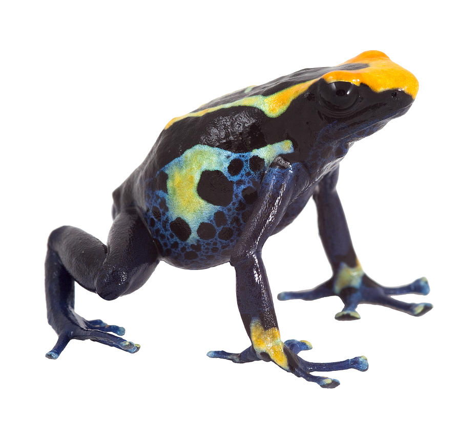 Poison Dart Frog Isolated Photograph by Dirk Ercken