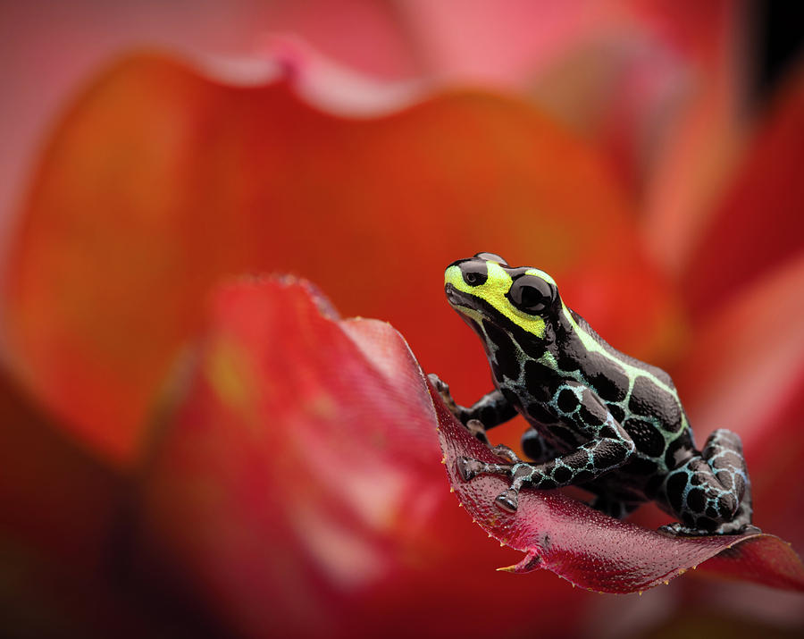 Poison Dart Frog On Red Bromelia Photograph by Dirk Ercken