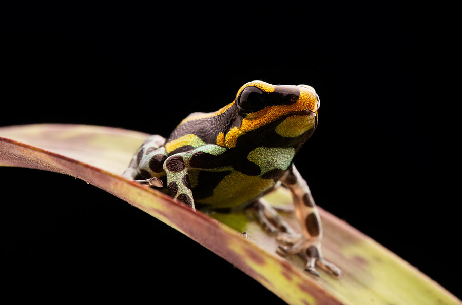 poison dart frog Peru rain forest Photograph by Dirk Ercken