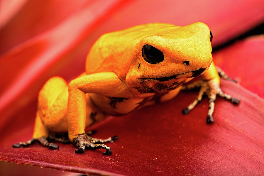 poison dart frog - Phyllobates terribilis Colombia Photograph by Dirk Ercken