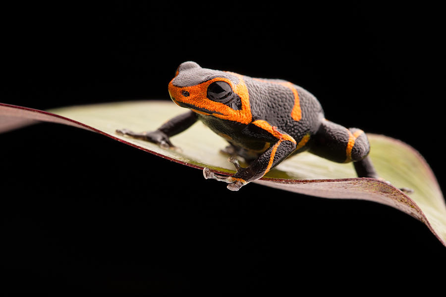 poison dart frog Ranitomeya imitator Photograph by Dirk Ercken