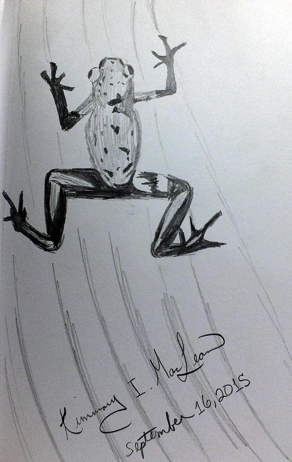 Poison Dart Frog Sketch Drawing by Kimmary MacLean