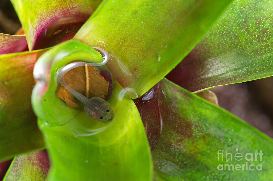 Animal Photograph - Poison Dart Frog Tadpole In Bromeliad by Francesco Tomasinelli