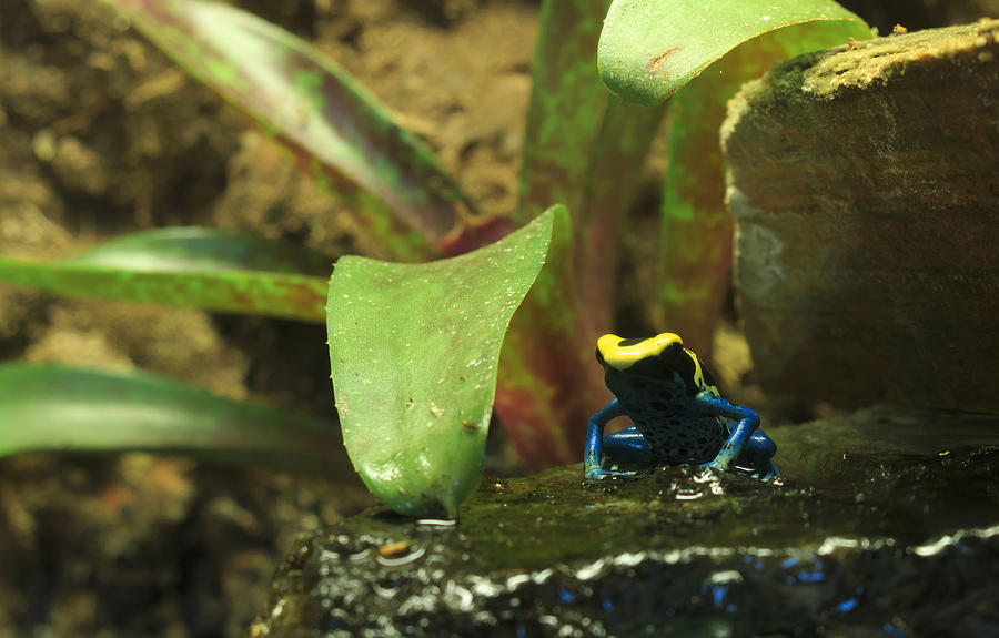 Poison Dart Frog Photograph by Travis Rogers