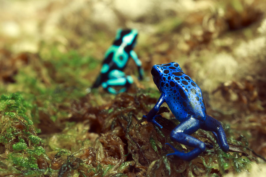 Poison Dart Frogs Photograph by Travis Rogers