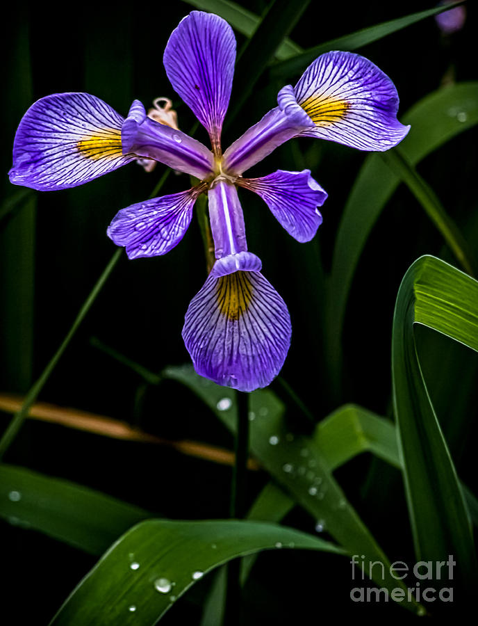 Poison Flag Iris Photograph by James Aiken