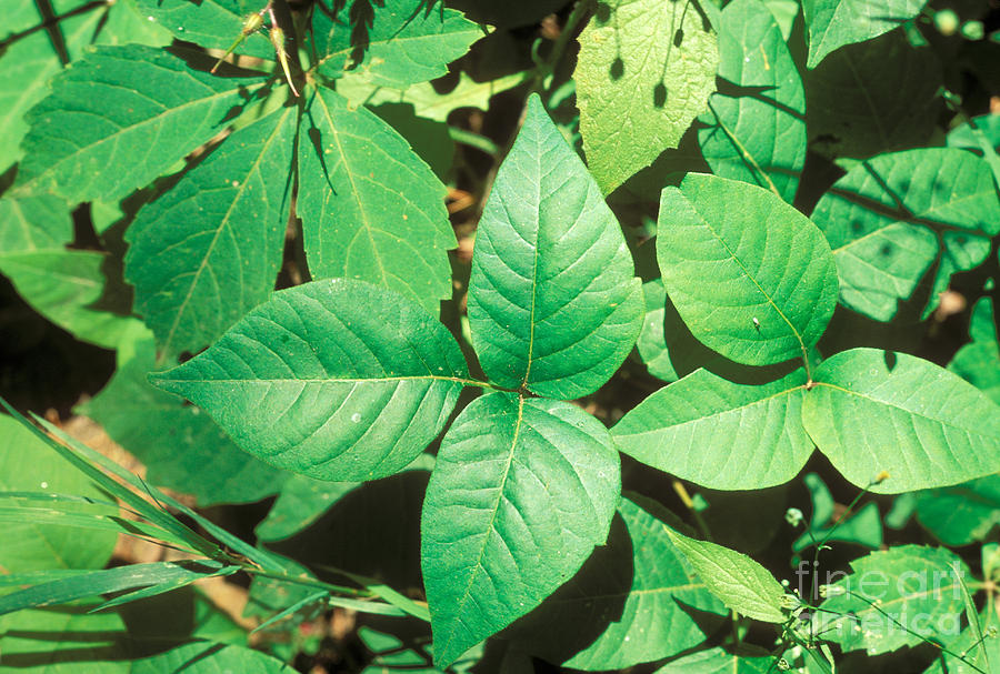 Poison Ivy Photograph by John Kaprielian - Fine Art America