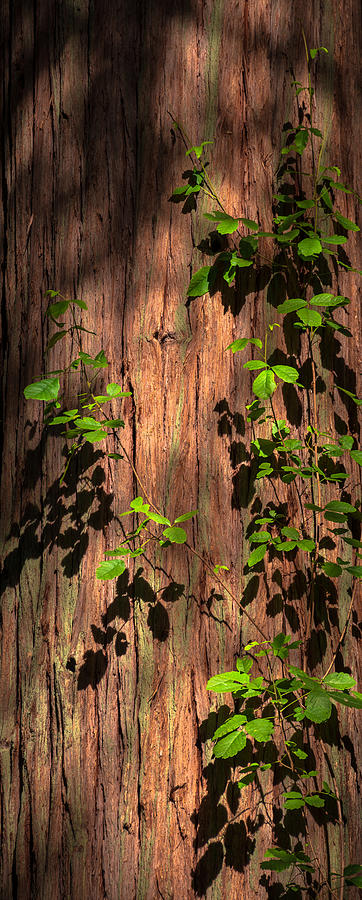 Poison-Oak on Incense Cedar Photograph by Alexander Kunz