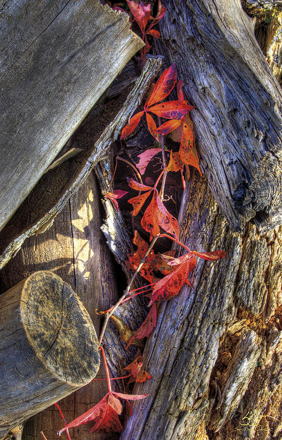 Poison Oak Photograph by Sam Davis Johnson