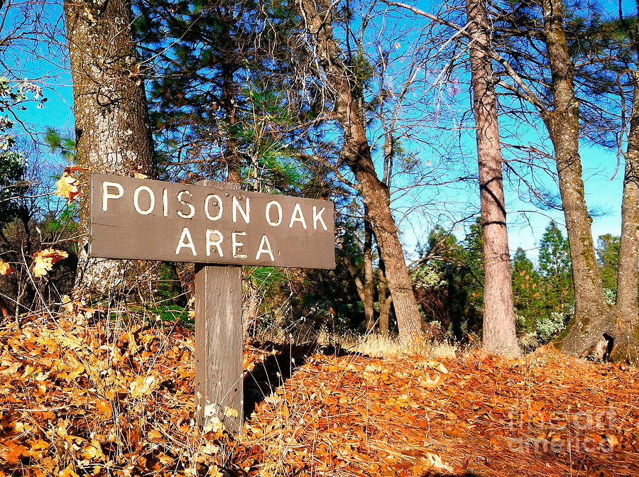Poison Oak Warning Sign in Natural Area Photograph by Bryan Mullennix
