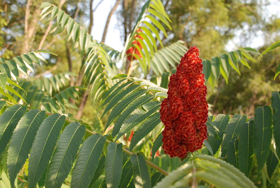 Staghorn Sumac #2 Photograph by Ee Photography