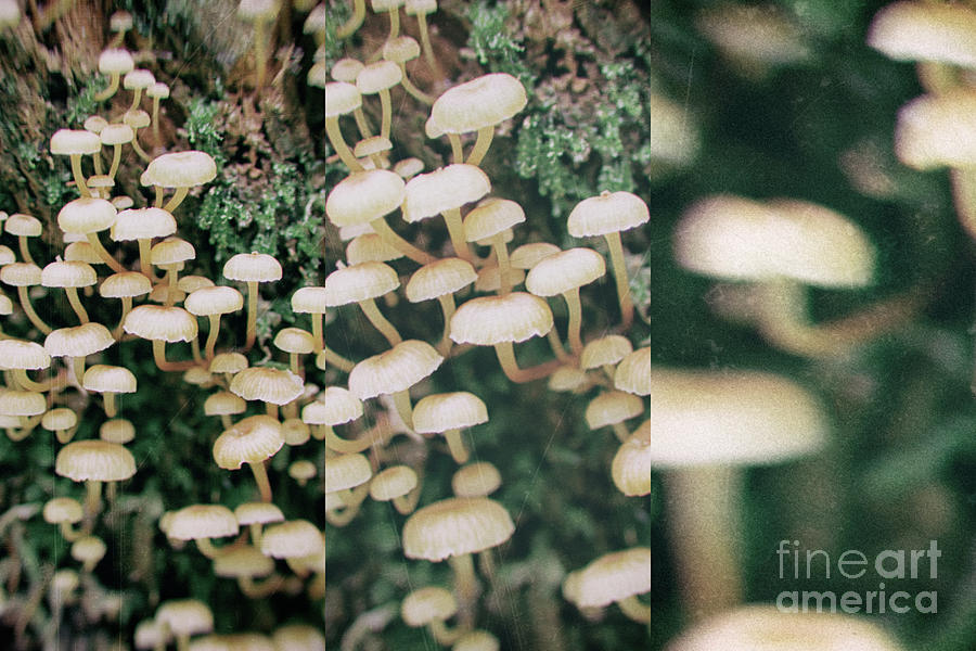 Poisoning inedible mushrooms in retro style Photograph by Michal Boubin