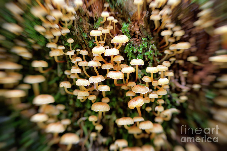 Poisoning inedible mushrooms Photograph by Michal Boubin