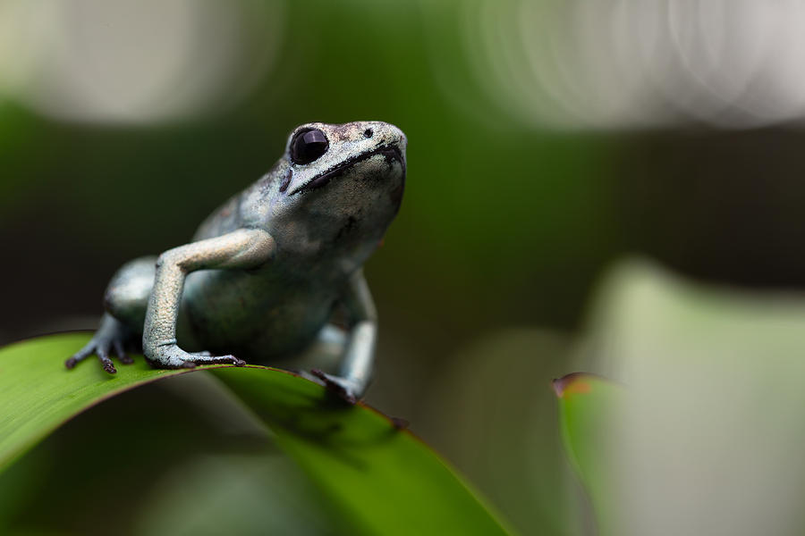 Poisonous Frog Photograph by Dirk Ercken